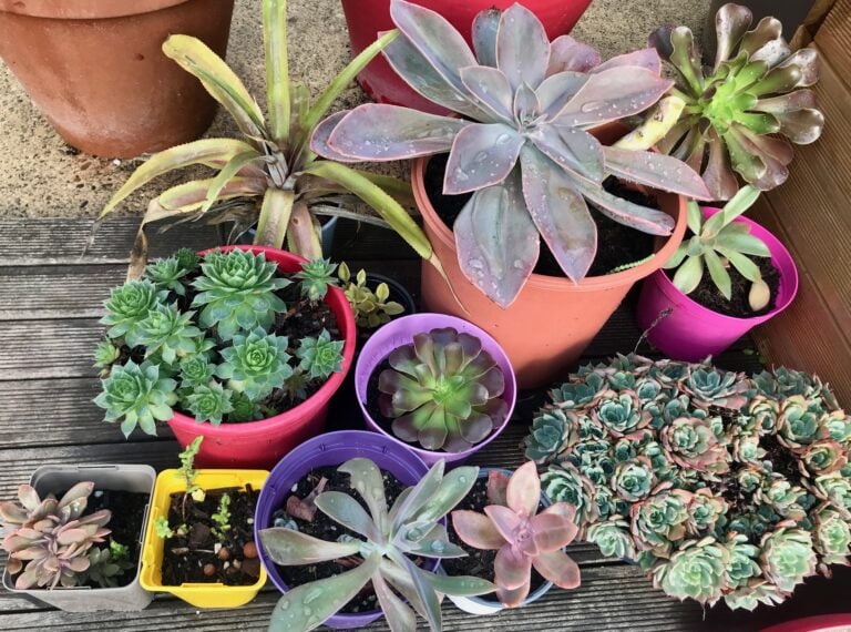 plantes a vendres